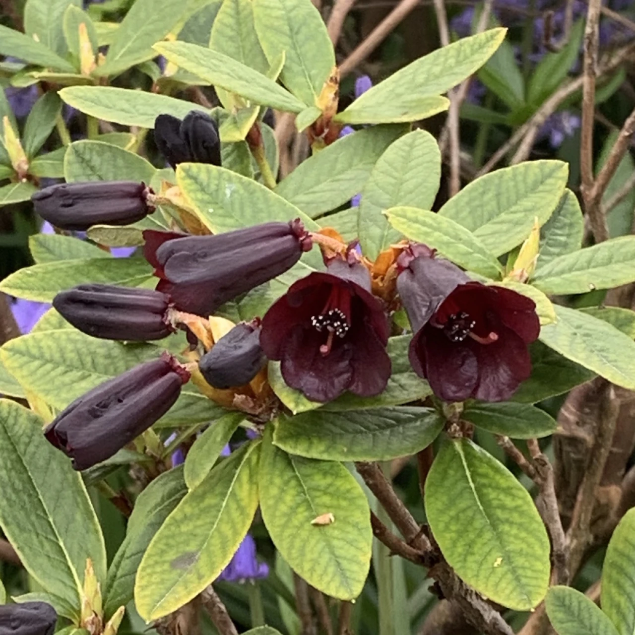 R. sanguineum var. didymum